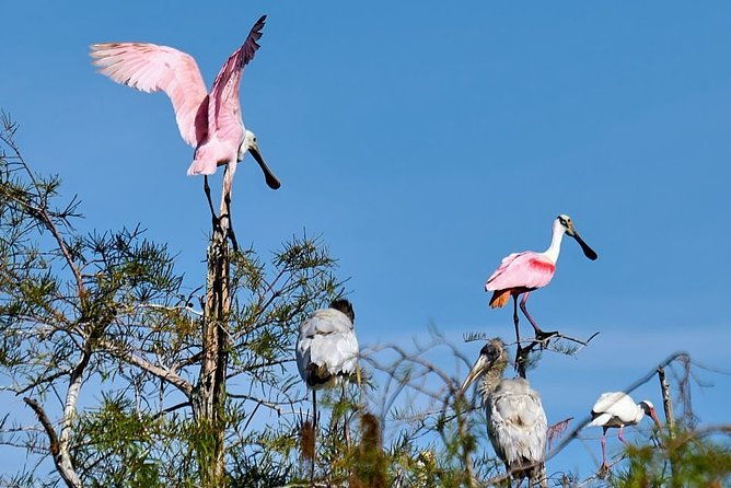 everglades-national-park-biologist-led-adventure-cruise-hike-airboat