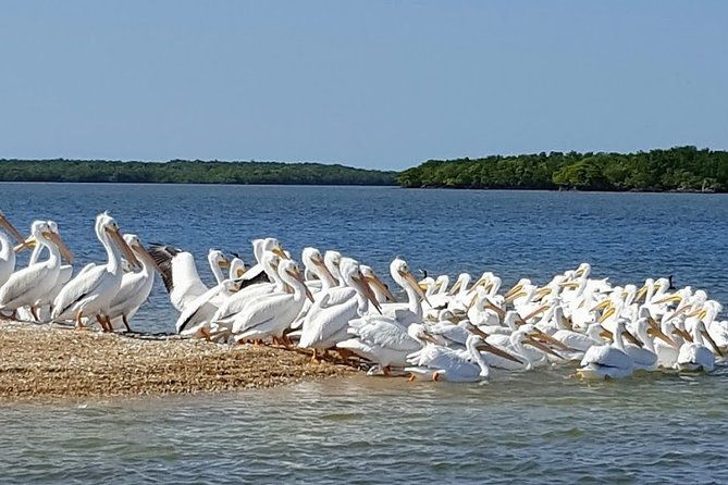 everglades-national-park-biologist-led-adventure-cruise-hike-airboat