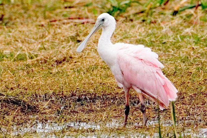 everglades-national-park-boat-tour