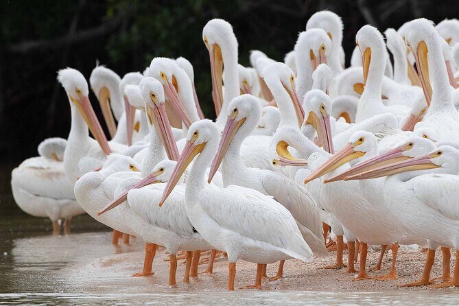Everglades National Park Dolphin, Birding and Wildlife Boat Tour (2 hours) - Key Points  