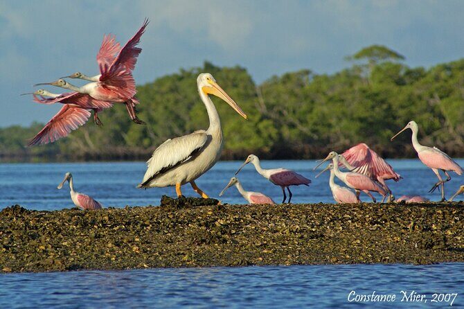 Everglades National Park Dolphin, Birding and Wildlife Boat Tour (2 hours) - The Experience: What Sets It Apart