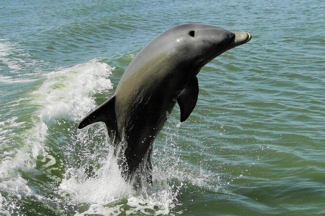 Everglades National Park Dolphin, Birding and Wildlife Boat Tour (2 hours) - FAQs