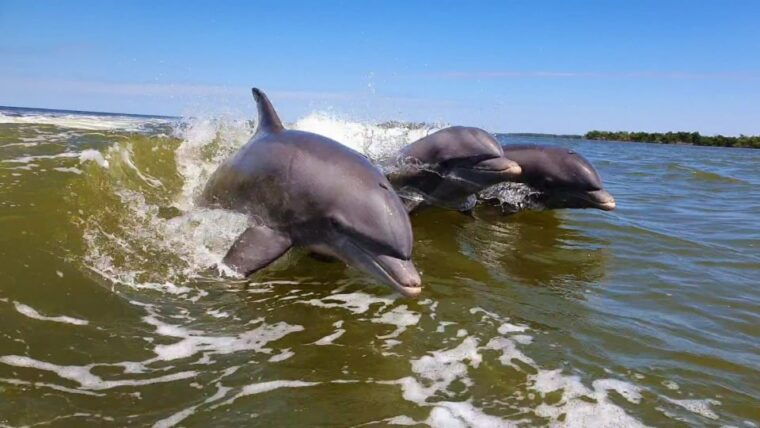 everglades-national-park-motorboat-eco-tour