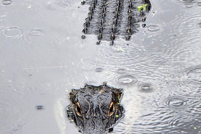 everglades-national-park-naturalist-led-hike-2-boat-trips-more-2