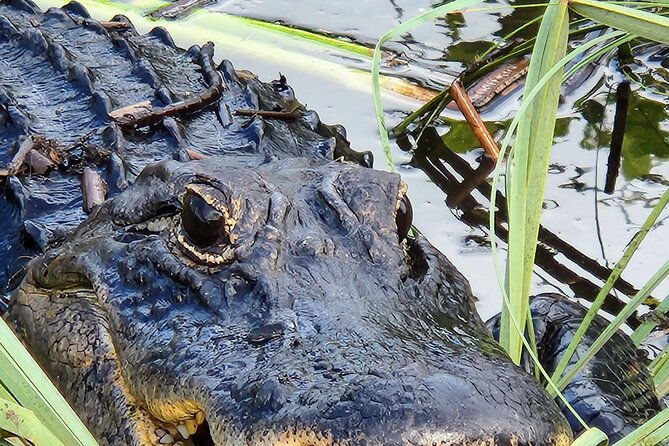 everglades-national-park-naturalist-led-hike-2-boat-trips-more-2