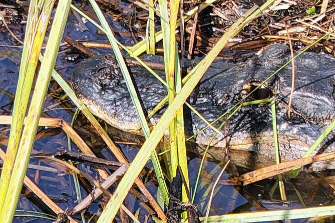everglades-national-park-naturalist-led-hike-2-boat-trips-more-2