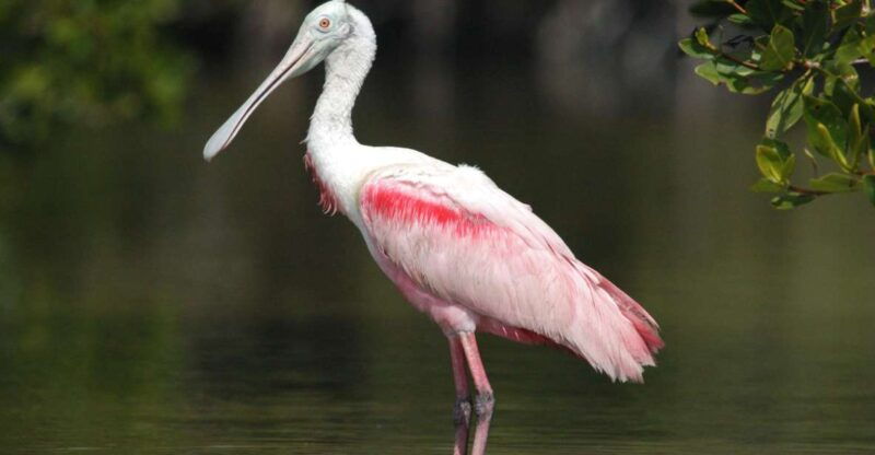 everglades-national-park-private-2-5-hour-photo-safari