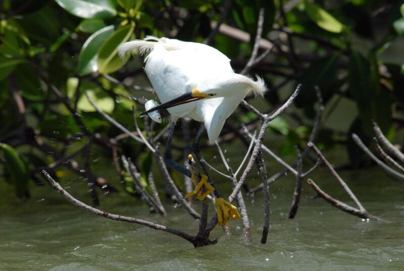 everglades-national-park-private-2-5-hour-photo-safari