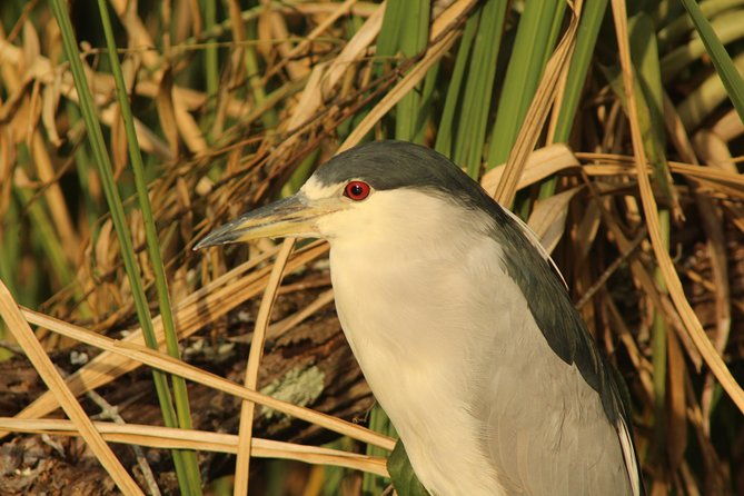 everglades-national-park-small-group-guided-boating-walking-tour-expedition