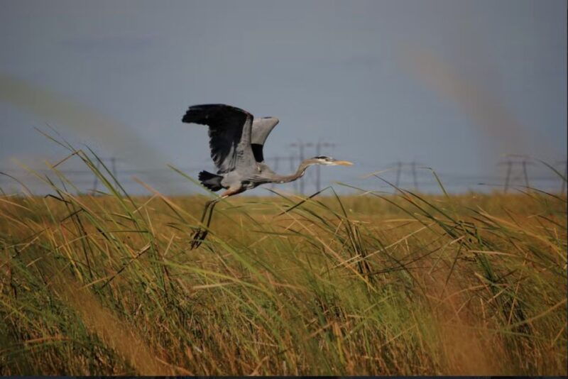 everglades-sawgrass-park-airboat-adventure-package