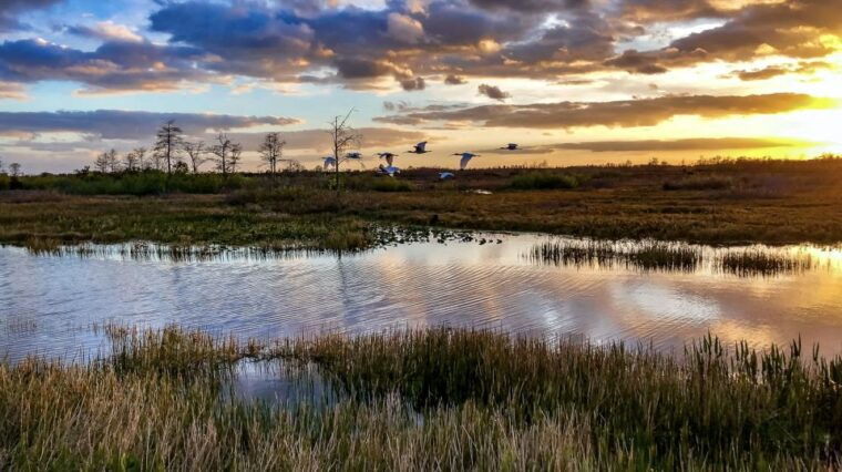 everglades-sawgrass-park-airboat-adventure-package