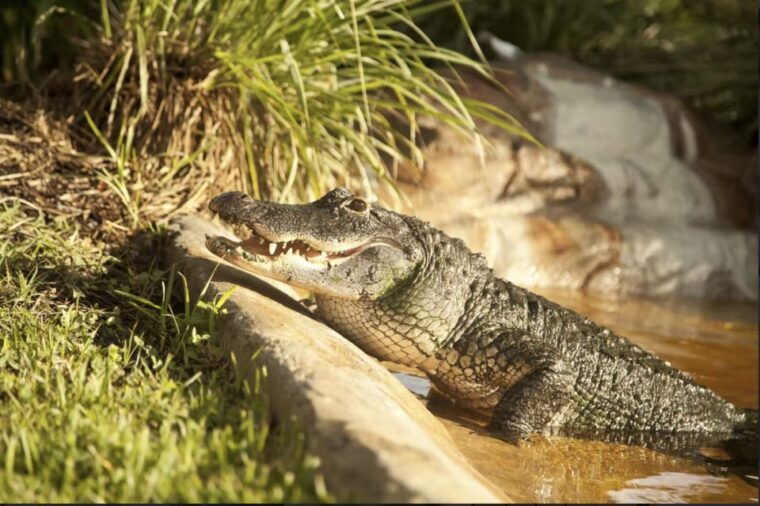 everglades-sawgrass-park-airboat-adventure-package