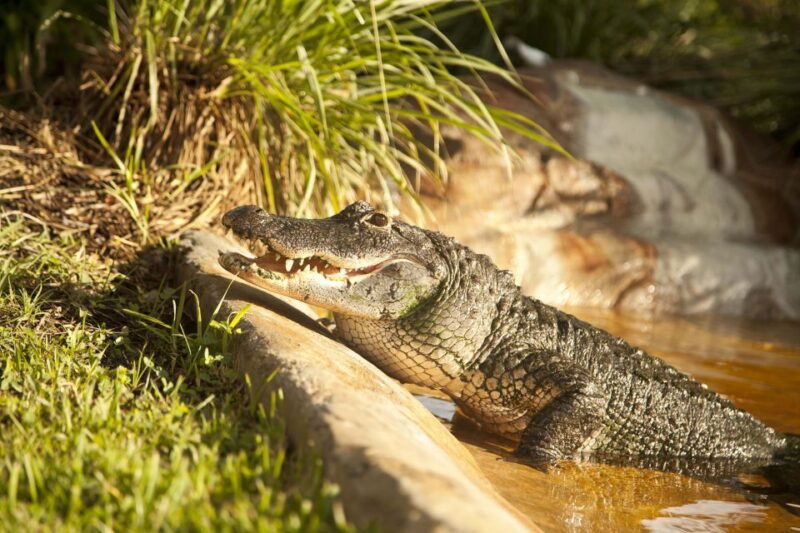 everglades-sawgrass-park-day-time-airboat-tour-exhibits