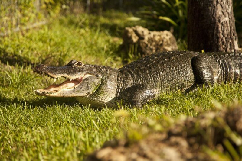everglades-sawgrass-park-day-time-airboat-tour-exhibits