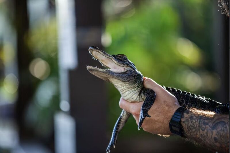 Everglades: Sawgrass Park Reptile Exhibit Private Tour - Authentic Experiences Based on Reviews