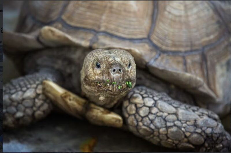 everglades-sawgrass-park-reptile-exhibit-private-tour