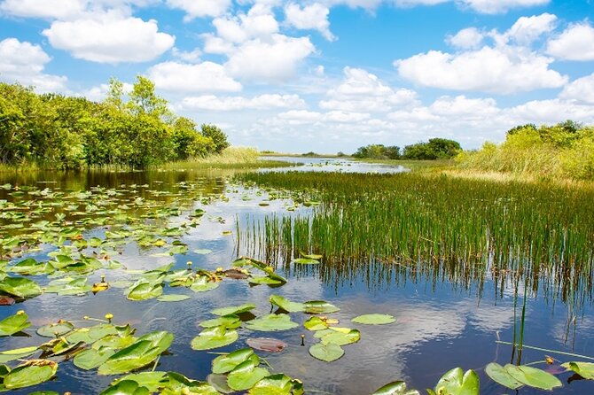 everglades-small-group-express-from-fort-lauderdale-airboat-ride-2