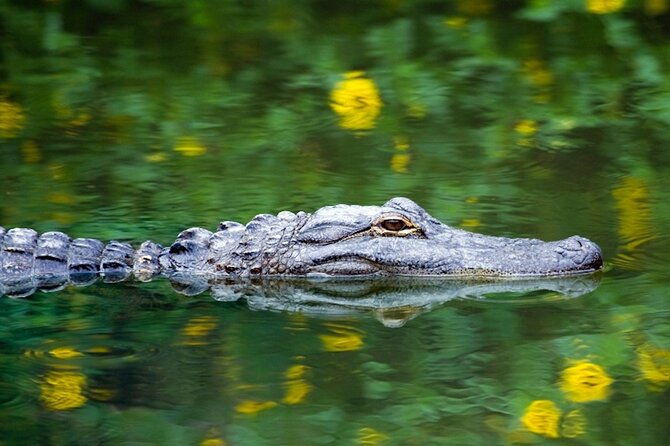 everglades-small-group-express-from-fort-lauderdale-airboat-ride
