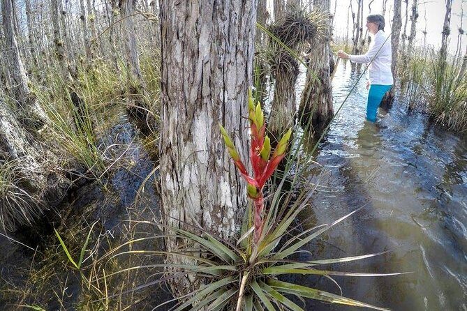 Everglades Tour w/ Biologist Led WET walk + 2 Boat Trips + Lunch! - What Makes This Tour Stand Out?