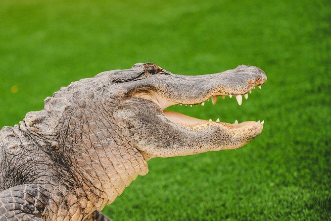 everglades-vip-airboat-tour-with-transportation-included