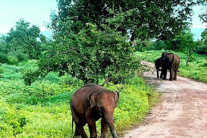 Everything in Udawalawe (Safari, Accommodation with Half Board) - How Does It Compare to Other Tours?