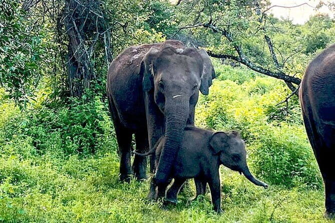 Everything in Udawalawe (Safari, Accommodation with Half Board) - Practical Tips for Visitors