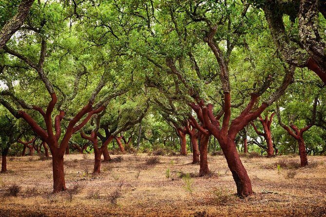 Évora & Alentejo: A Journey Through History and Flavors - Final Thoughts