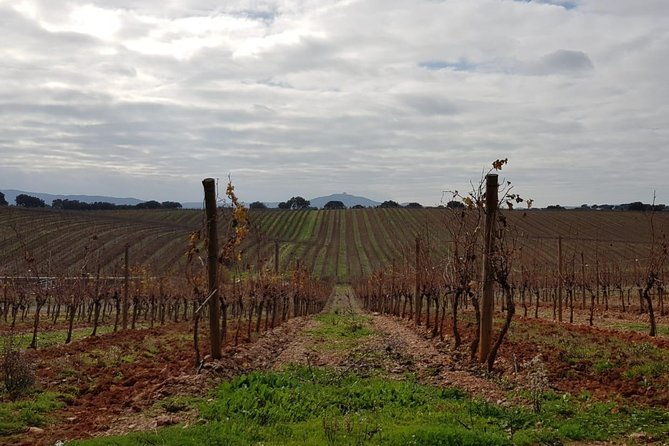 evora-cork-wine-private-tour