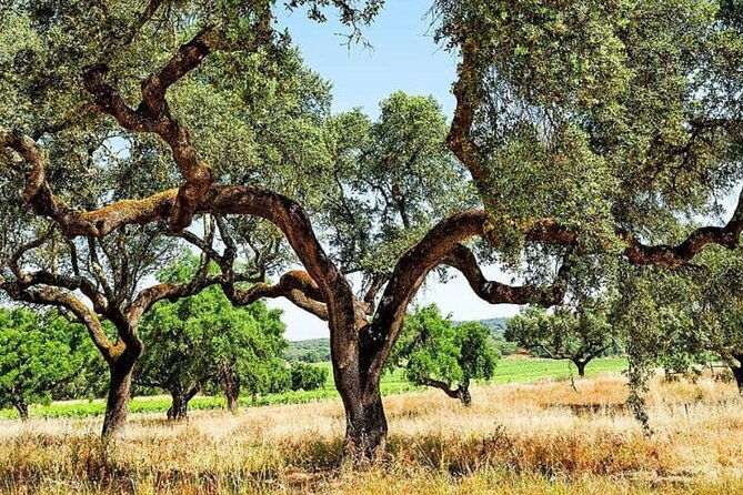evora-monsaraz-full-day-private-tour-with-winery-cork-gourmet-tavern