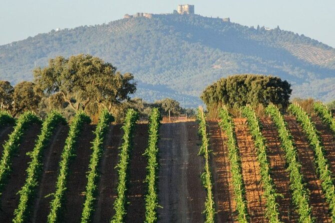 evora-monsaraz-full-day-private-tour-with-winery-cork-gourmet-tavern
