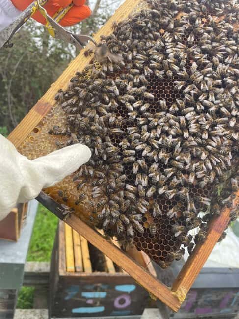 Évora or Montemor: Beekeeping Guided Tour with Honey Tasting - Who Will Love This Tour?