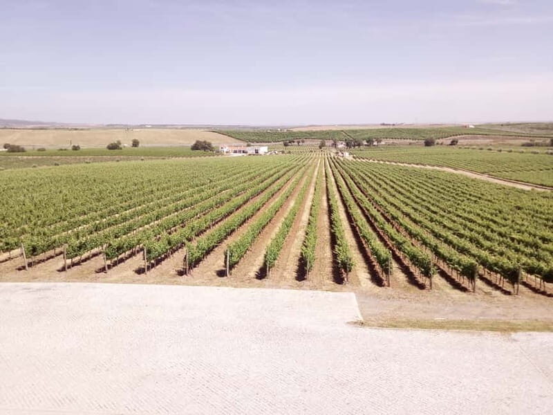 Évora town and the Olive Oil, Wine, and Cork Triangle - A Closer Look at the Évora and the Olive Oil, Wine, and Cork Triangle Tour