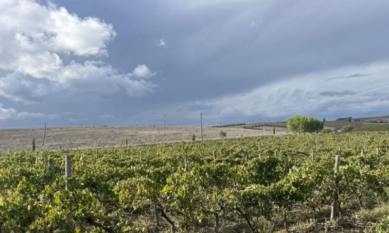 evora-winery-cork-factory-full-day-private-transport