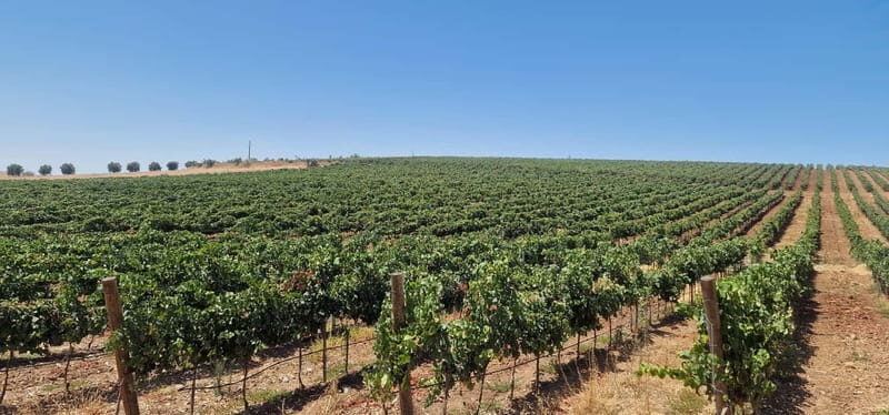 Évora & Wines: A Taste of Authentic Alentejo - Lunch & Scenic Drives: Savoring Local Flavors and Views