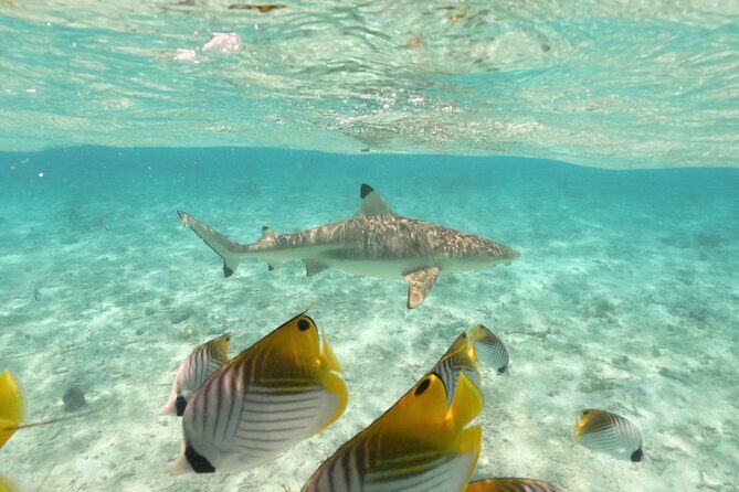 Exceptional Half day on the turquoise lagoon of Bora Bora - Price Point and Value