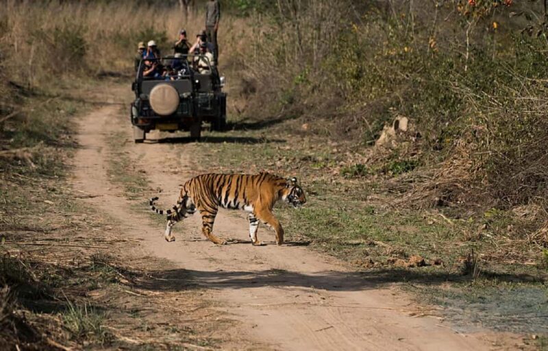 Exciting Day Trip from Jaipur to Ranthambore Wildlife Safari - Key Points