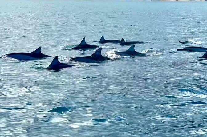 Exciting Dolphin encounters in the Maurtius's lagoon - FAQ