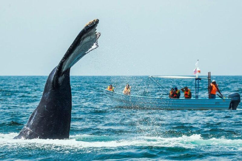 exciting-humpback-whale-tour-food-puerto-vallarta