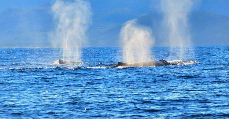 exciting-humpback-whale-tour-food-puerto-vallarta