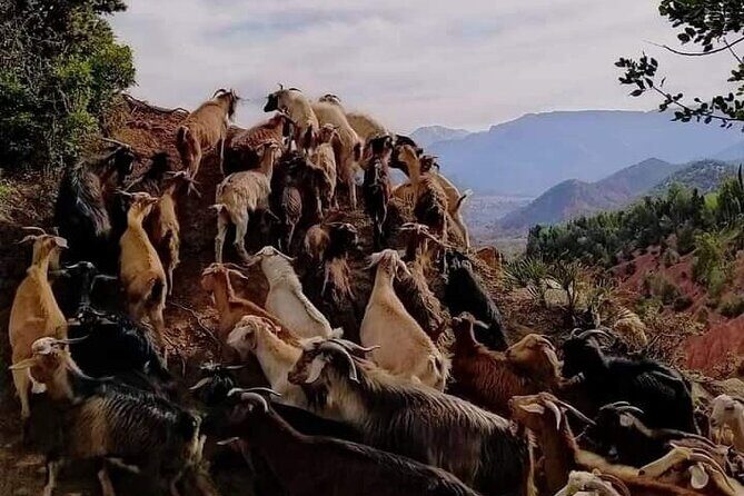 Exclusive 2-Day Private Journey: Marrakech to Berber Villages - Who Will Love This Tour?