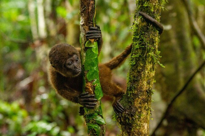 exclusive-3-day-all-inclusive-amazon-adventure-in-napo-province