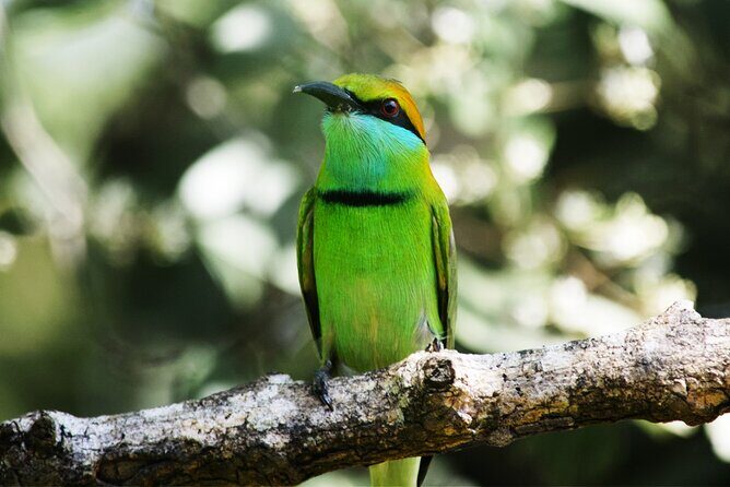 Exclusive 3-Hour Private Jeep Safari at Udawalawe National Park - FAQ