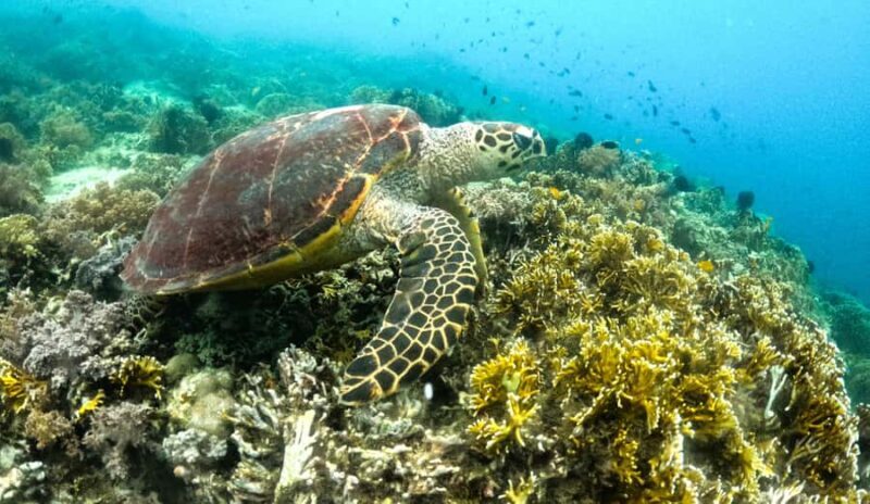 Exclusive 5 Secret Gilis: Snorkeling & Island Hopping - Key Points