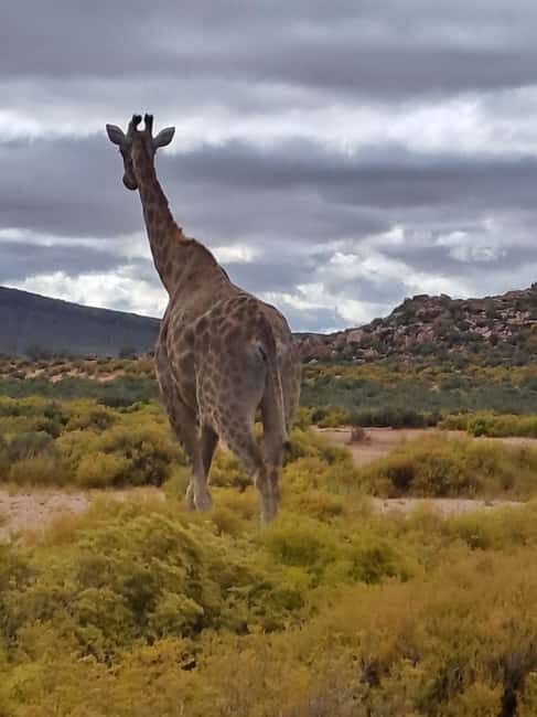 Exclusive African Big 5 Safari Adventure in Cape Town - Key Points