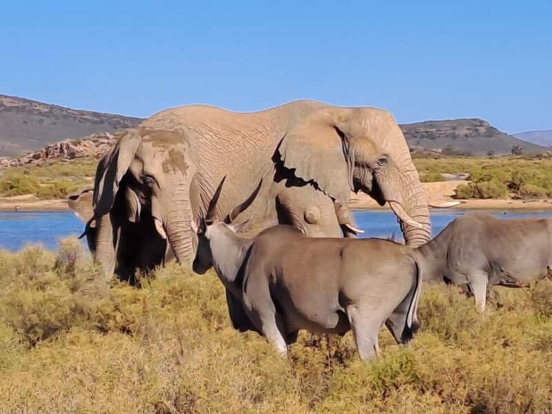 Exclusive African Big 5 Safari Adventure in Cape Town - An In-Depth Look at the Safari Adventure