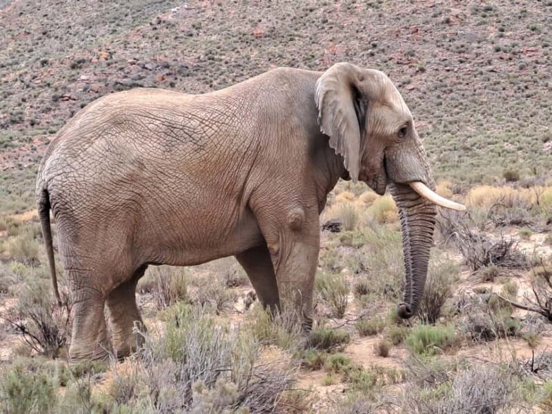 Exclusive African Big 5 Safari Adventure in Cape Town - Frequently Asked Questions