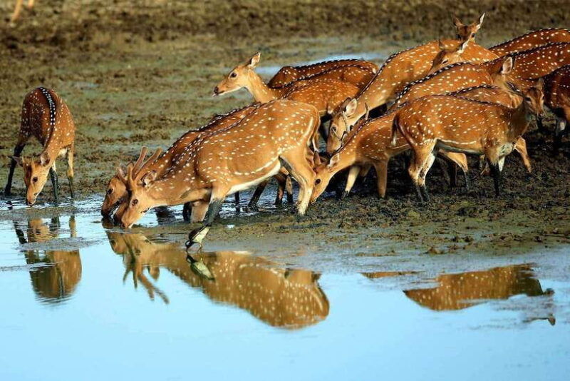 exclusive-afternoon-yala-safari-with-beach-bbq-dinner