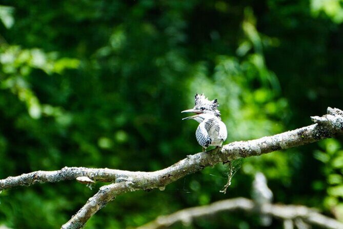 Exclusive Birdwatching Canoe with Ornithologist in Akan Mashu - Practical Details: How the Tour Fits Into Your Hokkaido Adventure