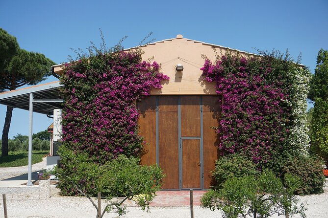 exclusive-bolgheri-from-florence-the-land-of-the-super-tuscan