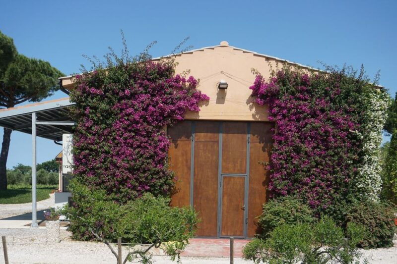 exclusive-bolgheri-full-day-wine-tour-from-florence